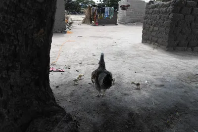 DSC_2981 (Large).JPG